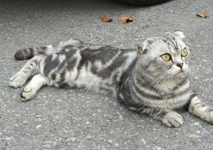 뽐뿌:동식물포럼 - 집나온 고양이 같습니다. 집나온 고양이 같습니다.