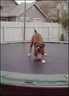 Dog-bounces-trampoline.gif