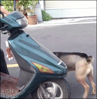 Dog-gets-on-scooter.gif